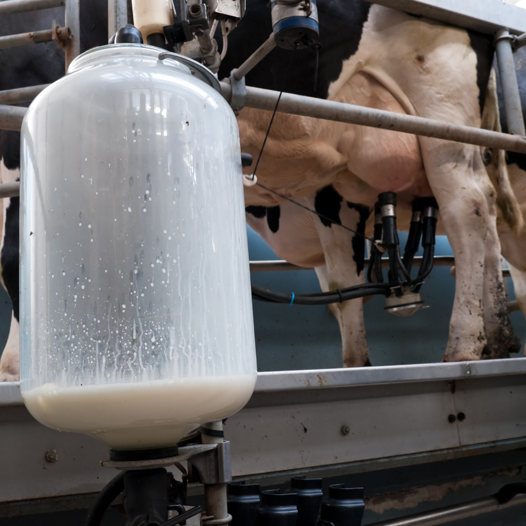 Wat er achter jouw pak melk schuilt